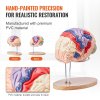 Anatomický model ľudského mozgu 2× životná veľkosť, 4 diely, s popismi