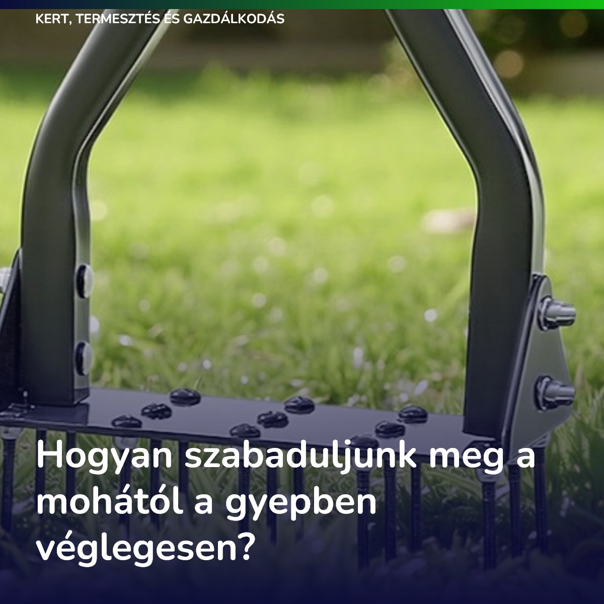 Hogyan szabaduljunk meg a mohától a gyepben véglegesen?