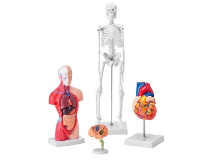 Anatomické trojrozmerné modely 4 ks: mozog, ľudský trup, srdce, kostra