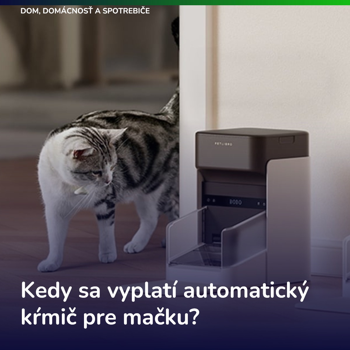 Kedy sa vyplatí automatický kŕmič pre mačku?