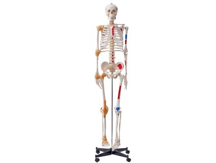 Anatomický skelet 1820 mm, pvc, s väzmi a označenými úponmi svalov