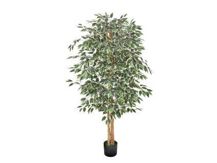 Umelý fikus 180cm so prirodzeným dreveným kmeňom a čiernym kvetináčom