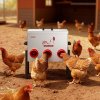 Automatický kŕmič pre kurčatá 13.61 kg, 6 otvorov, uzamykateľný kryt