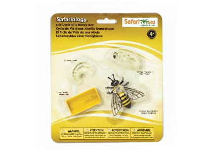 Safari LTD. Životný cyklus Včela