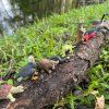 river toob 866227