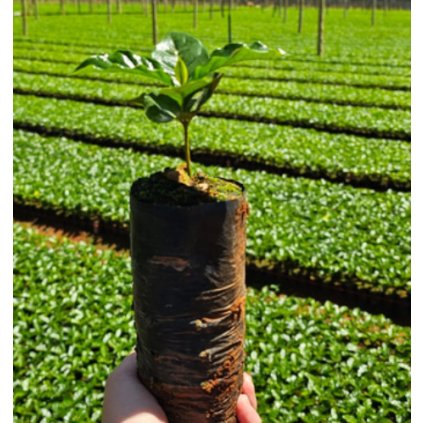 Screenshot 2025 03 29 at 13 22 06 a5d8925ed03ef9ed07954469b0f1579c.pdf