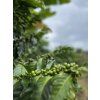 Kolumbia Blackberry - Jairo Arcila
