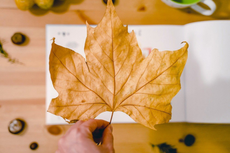 Podzim v knize: ozdobte své vzpomínky