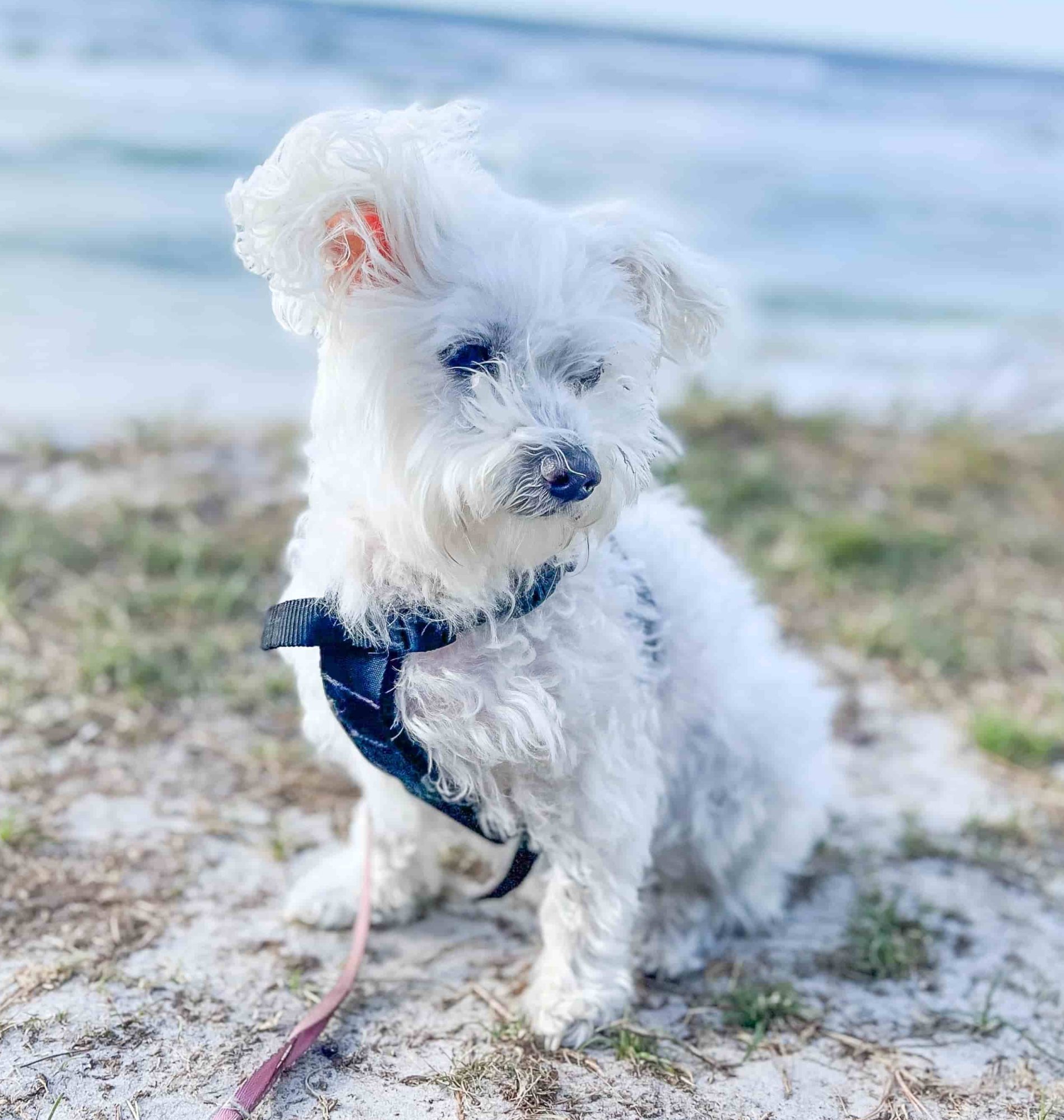 Emoce ve šperku. Jak se pracuje se srstí zemřelého mazlíčka.