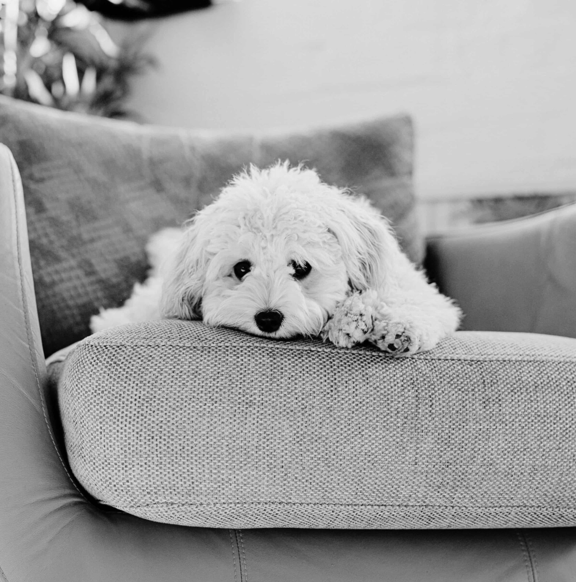 Když srdce bolí. Proč je důležité najít klid po ztrátě mazlíčka.