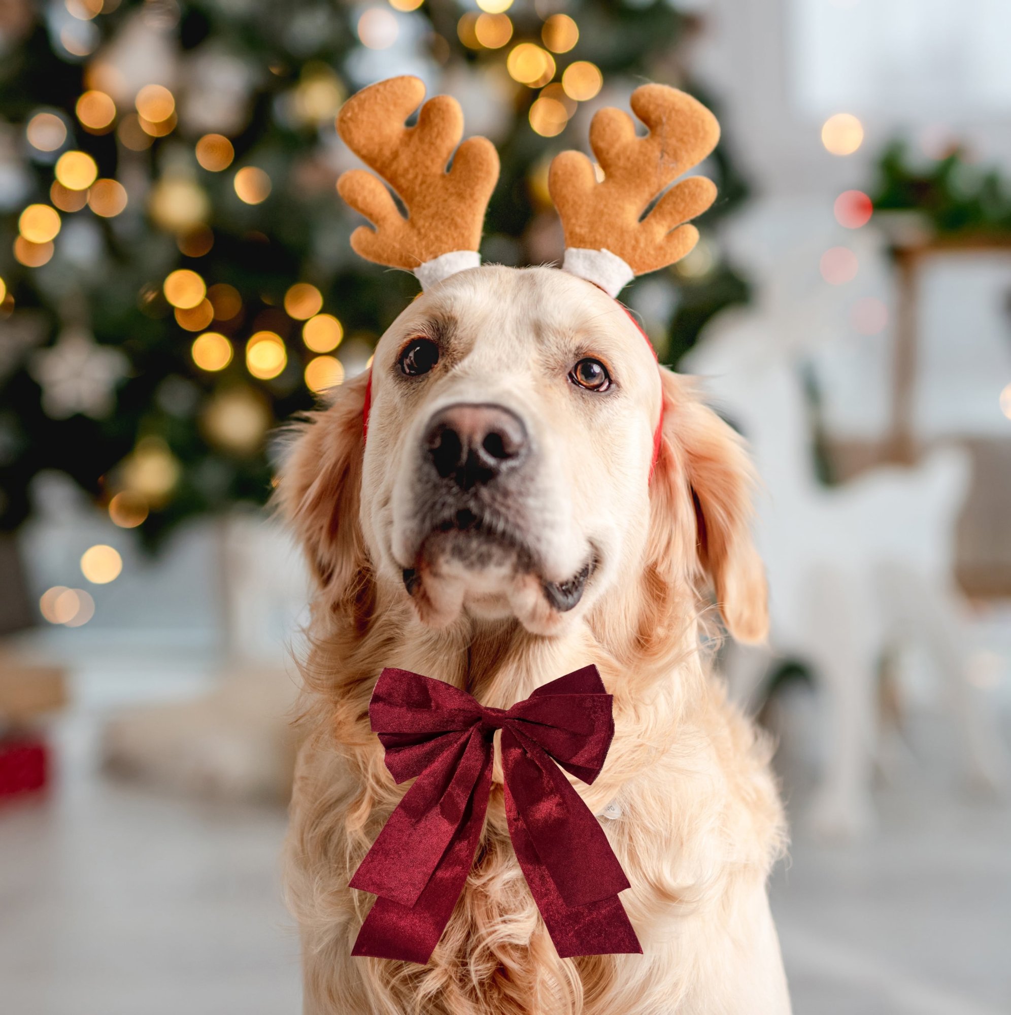 Jak zvládnout Vánoce, když odešel tvůj zvířecí parťák
