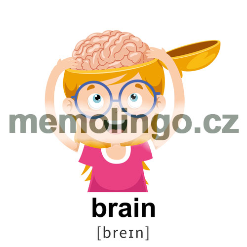 brain