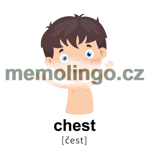 chest