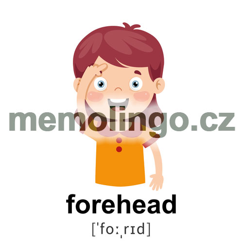 forehead