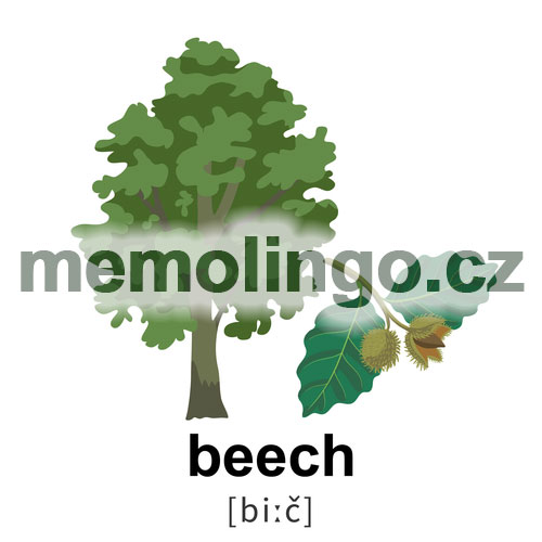 beech