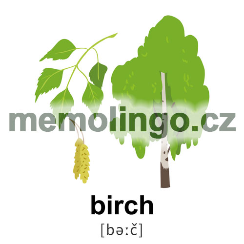 birch