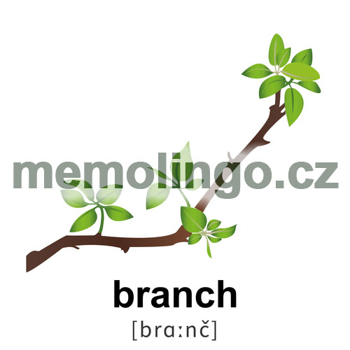 branch