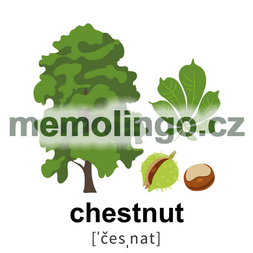 chestnut