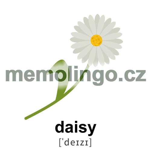 daisy