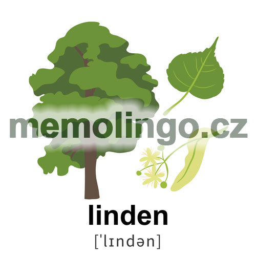 linden