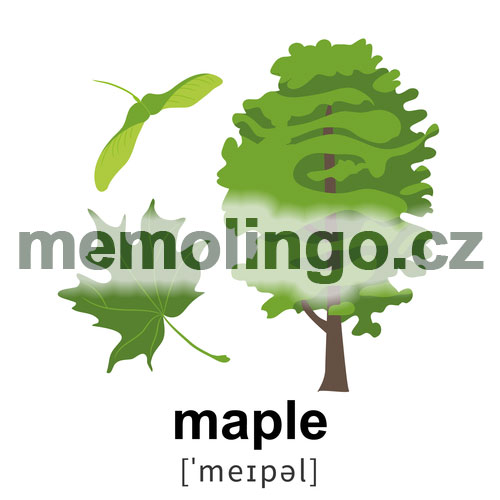 maple