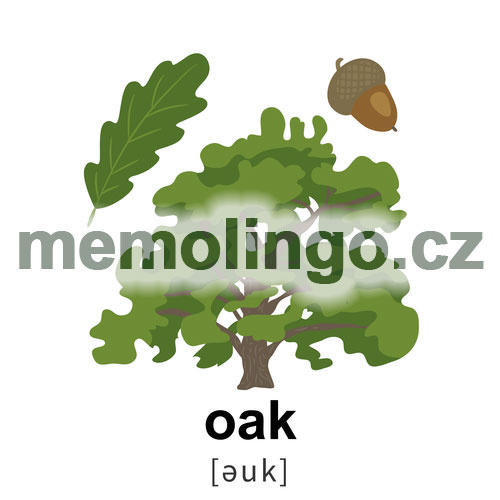 oak