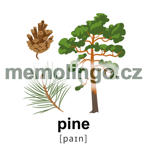 pine