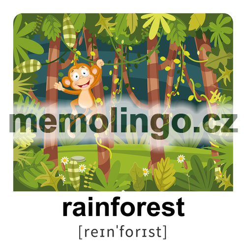 rainforest