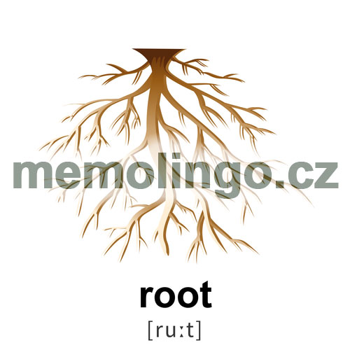 root