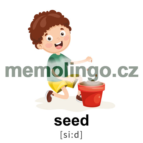 seed