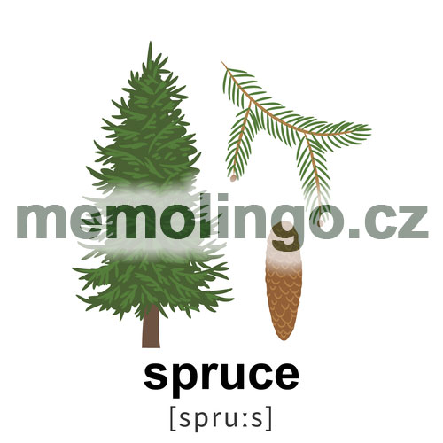 spruce