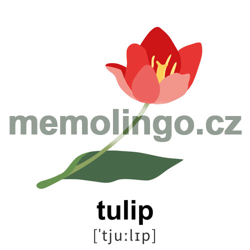 tulip
