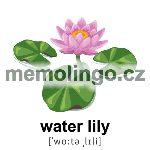 water lily