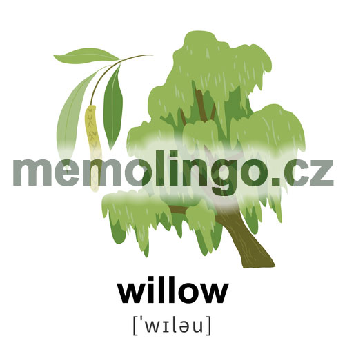 willow