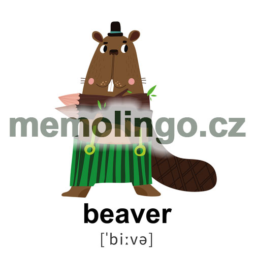 beaver