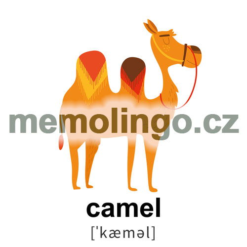 camel