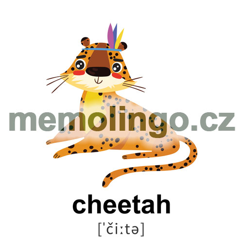 cheetah