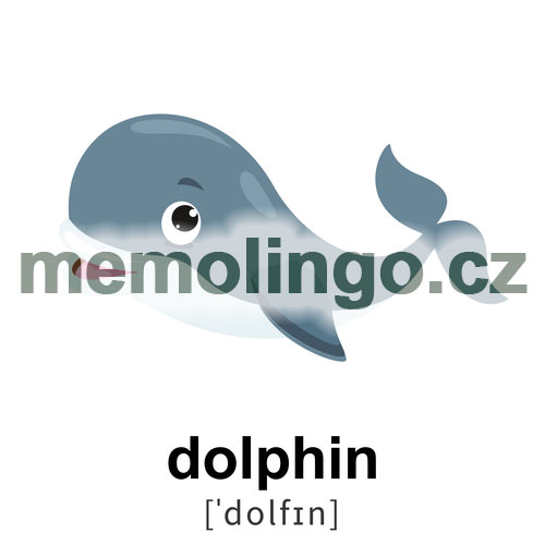 dolphin