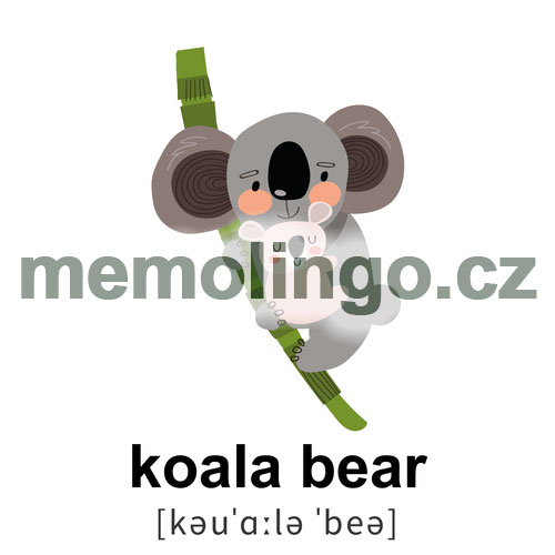 koala bear