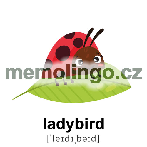 ladybird