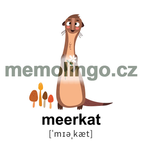 meerkat