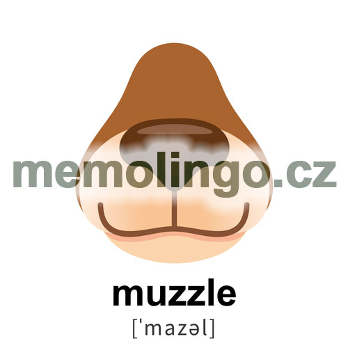 muzzle