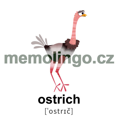 ostrich