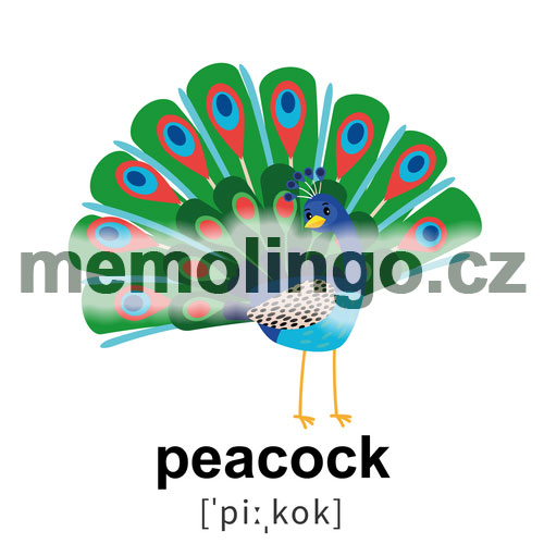 peacock