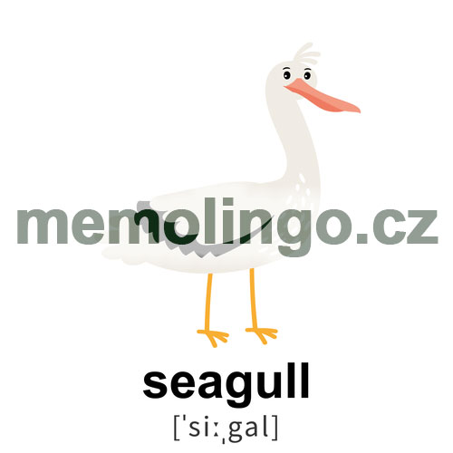 seagull