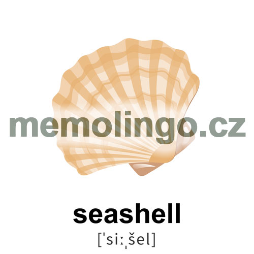 seashell