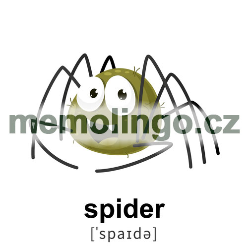 spider
