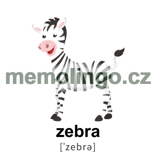 zebra