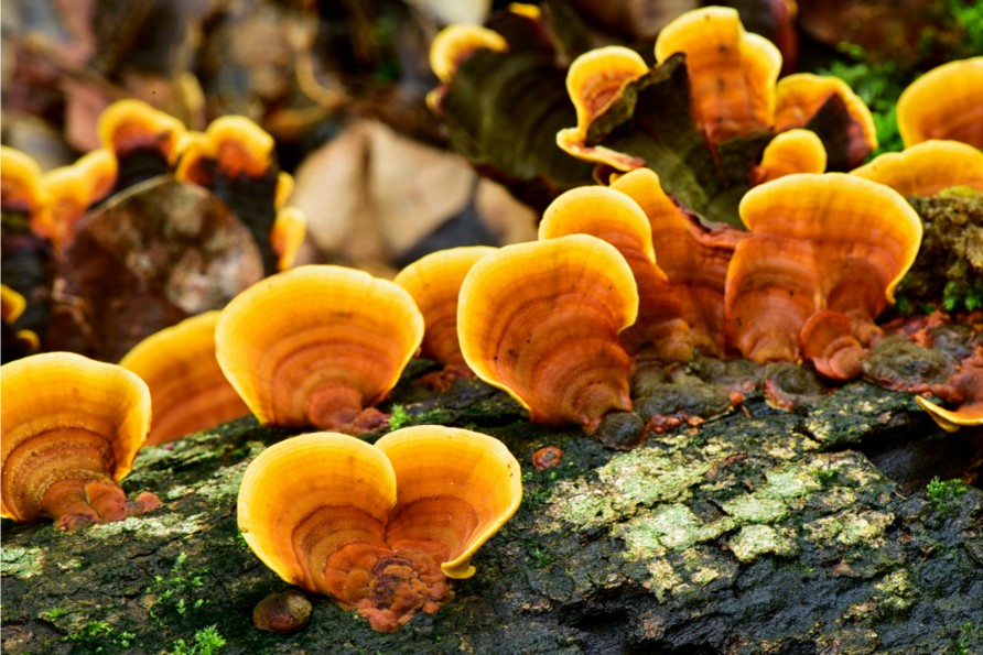 houba reishi