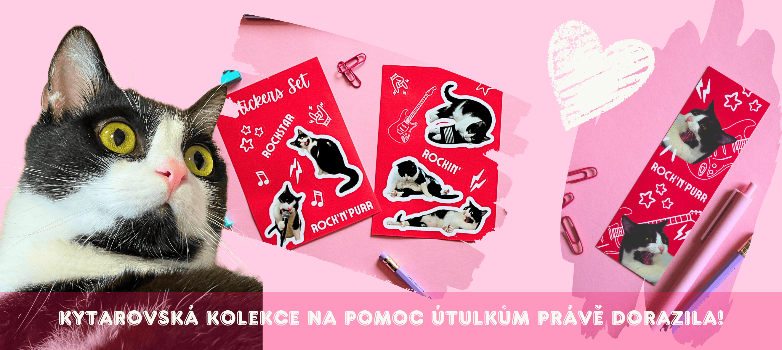 Kočka kytara pomáhá kočkám v útulku